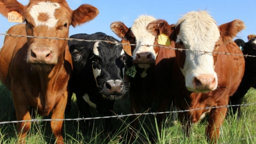 herd-of-cows-pasture-fence-1405282867cxg-845x475.jpg