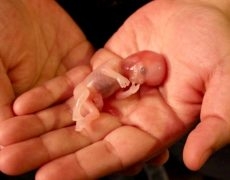 avortement-image-4-230x180.jpg